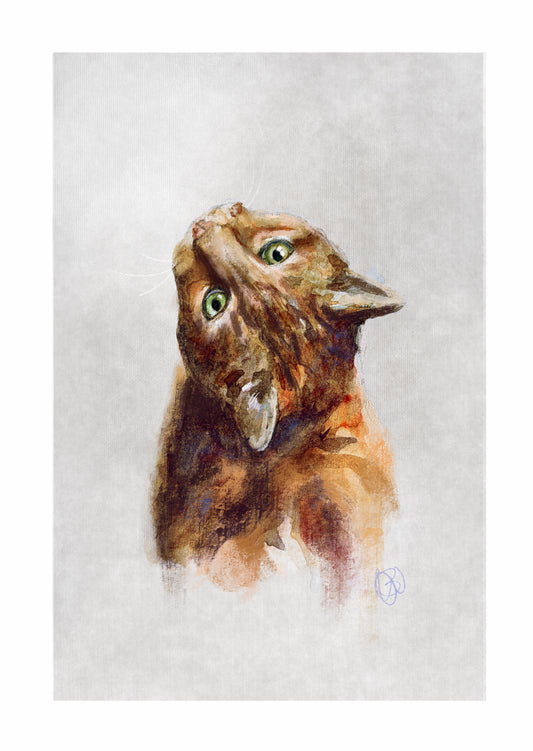 'Curious' Cat