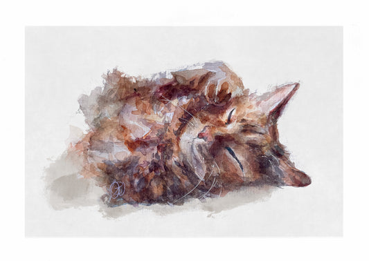 'Lounging in the sun rays' Cat
