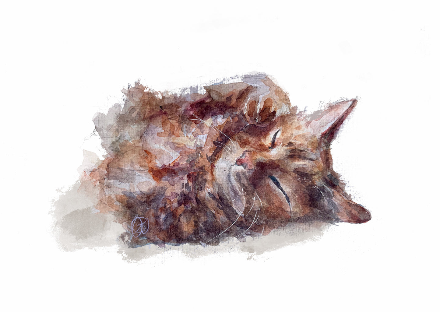 'Lounging in the sun rays' Cat