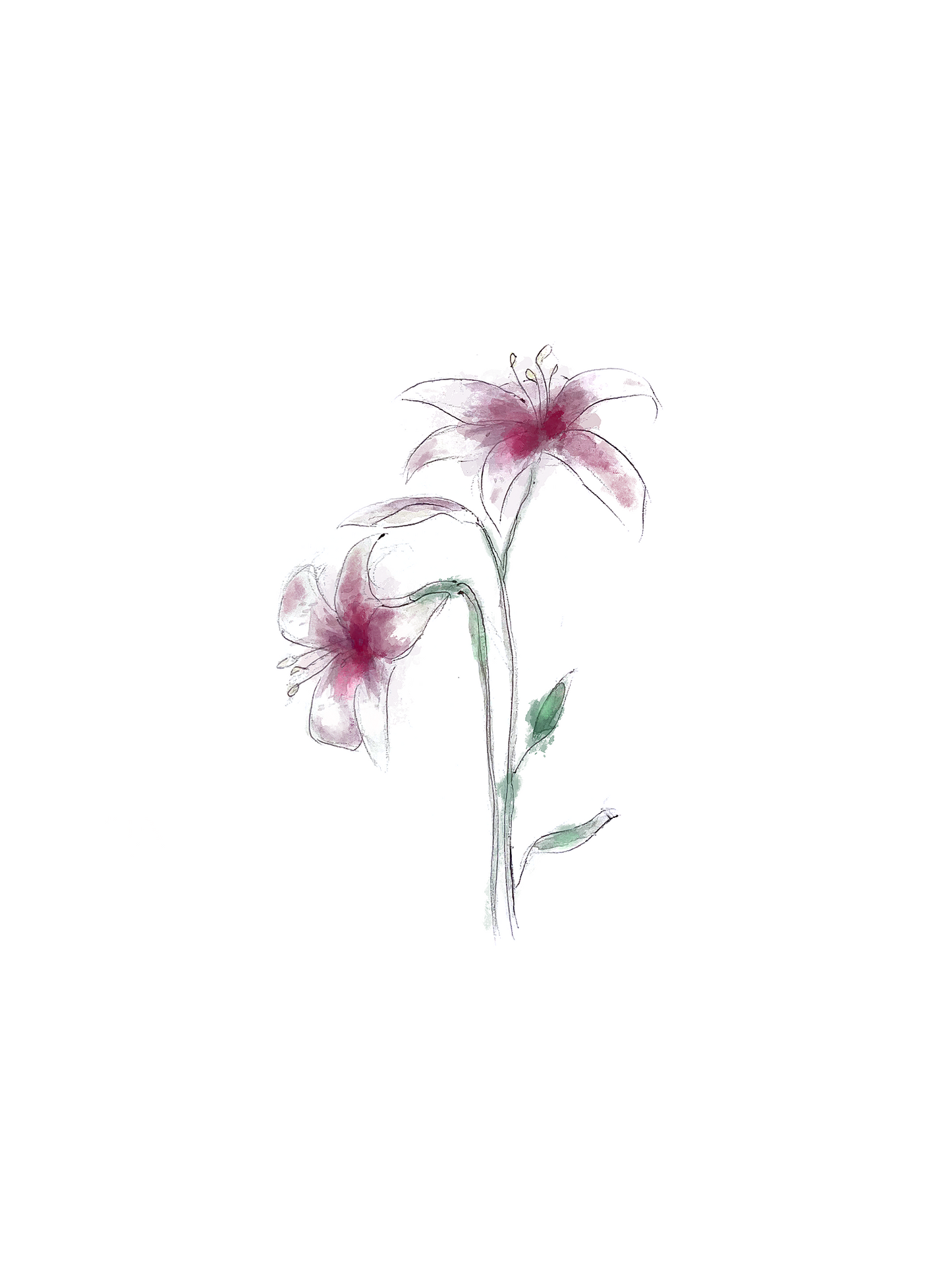 Lily