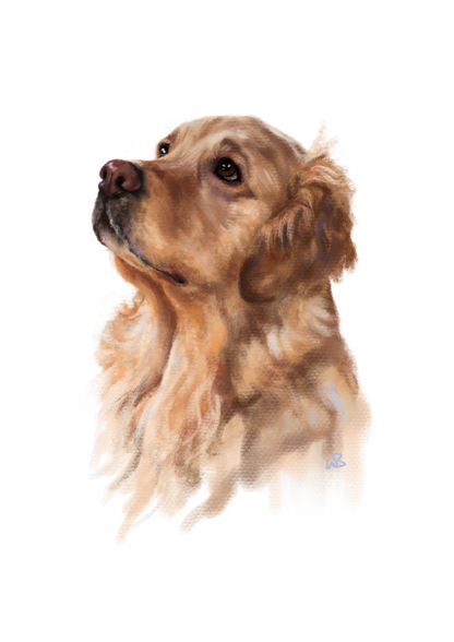 'Longing gaze' Golden Retriever