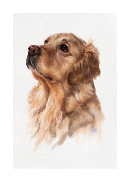 'Longing gaze' Golden Retriever