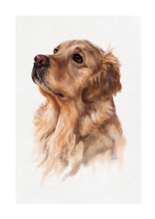 'Longing gaze' Golden Retriever