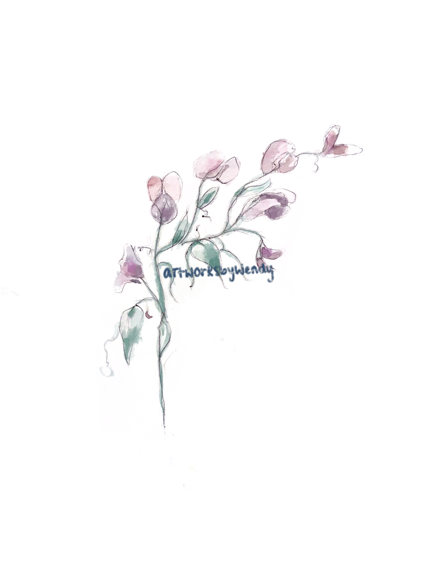 Sweetpea