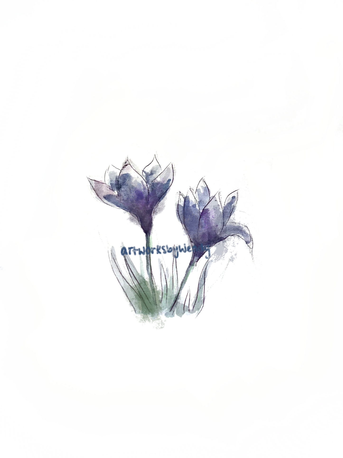 Crocus