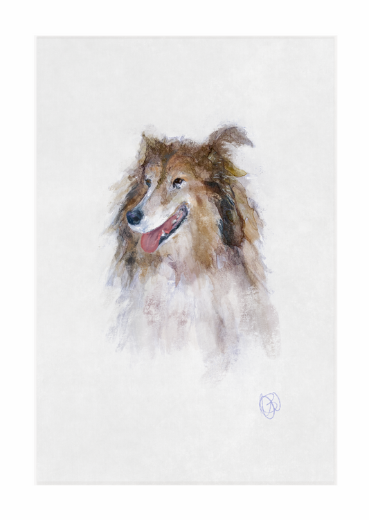 'Long-haired Collie'
